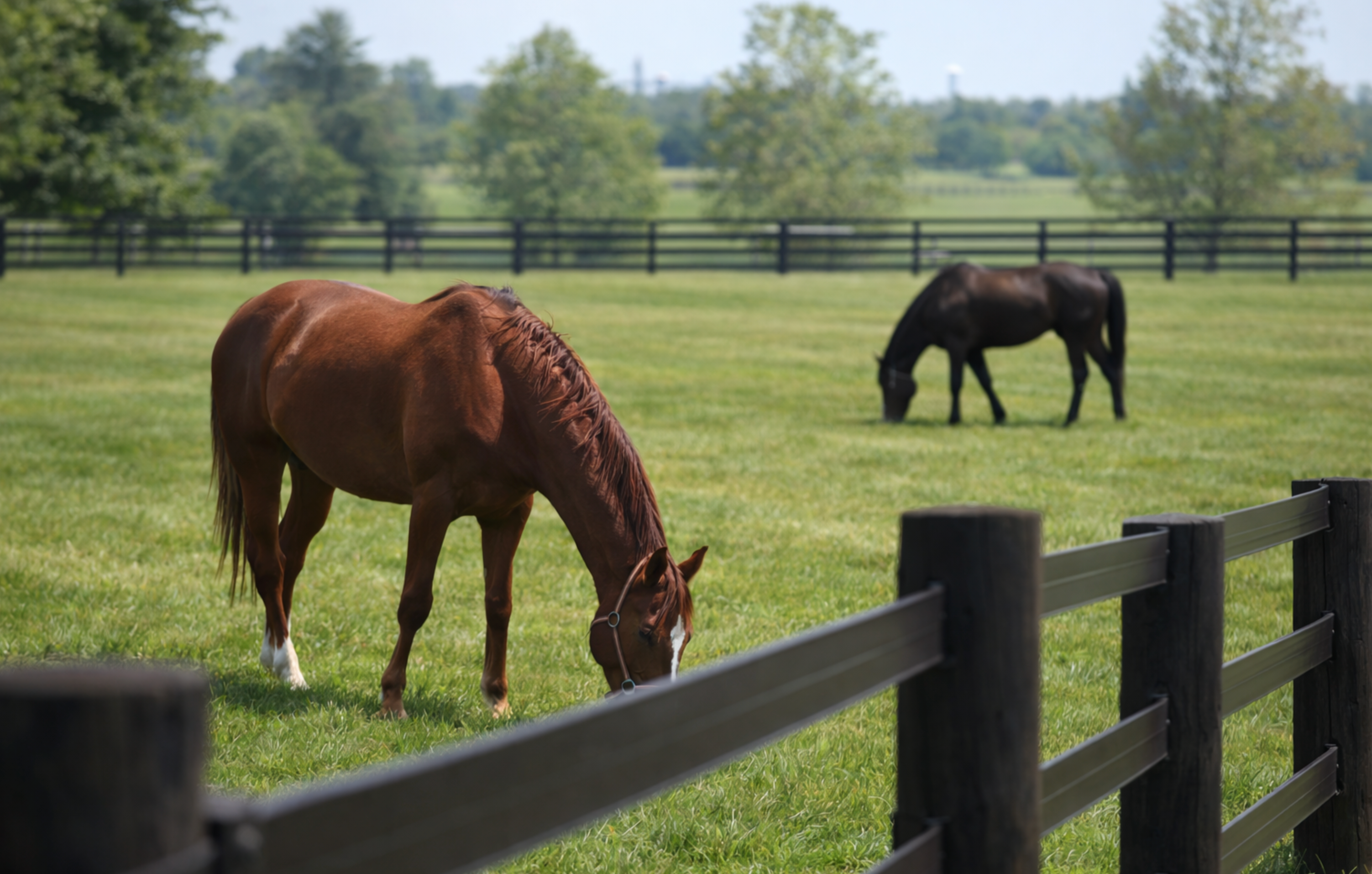 Horse near fencing